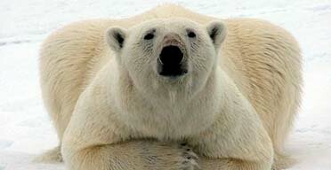 polarbear372.jpg